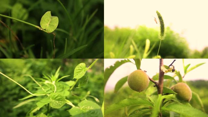 夏季绿色植物空镜素材