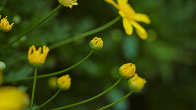 黄金菊/罗马春黄菊