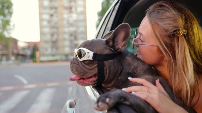 与我可爱的法国斗牛犬一起乘坐有趣的汽车