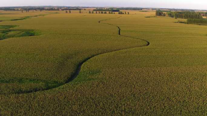 玉米地 航拍 黄昏 玉米 小道