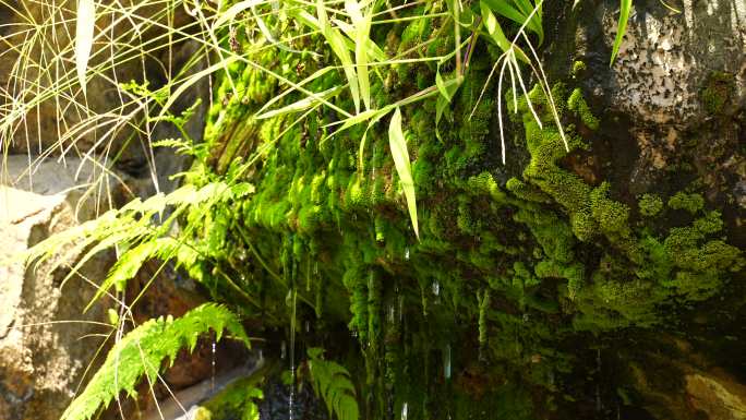 洞顶石头植物苔藓滴水泉水流水矿物质水资源