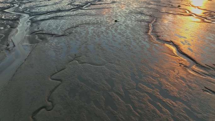 江苏盐城条子泥海涂湿地潮汐树景观