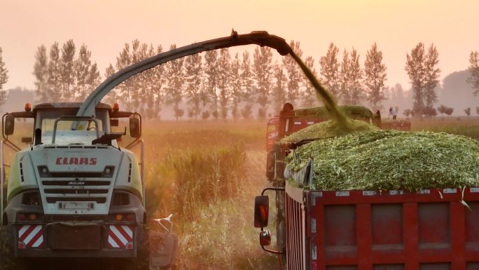 牧场青贮收割机运输车收割装载青贮玉米