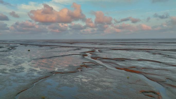 江苏盐城条子泥海涂湿地潮汐树景观