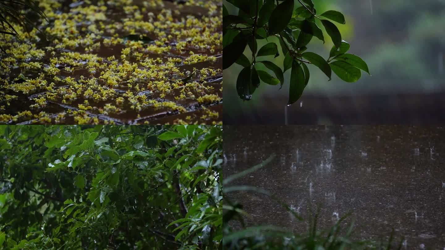 大雨中的丛林