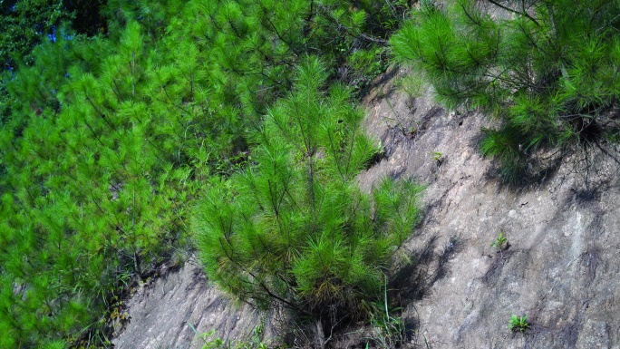 悬崖峭壁上生长的松树植被石头长草植物松林