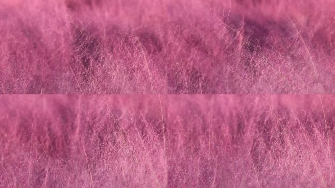 秋天粉黛乱子草