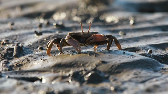 小螃蟹觅食