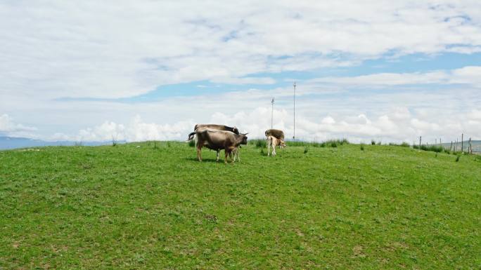 伊犁草原悠闲的牛吃草