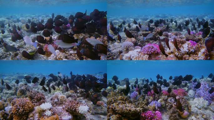 红海帆鳍塘学校或Desjardin的帆鳍塘（Zebrasoma Desjartinii），位于珊瑚礁