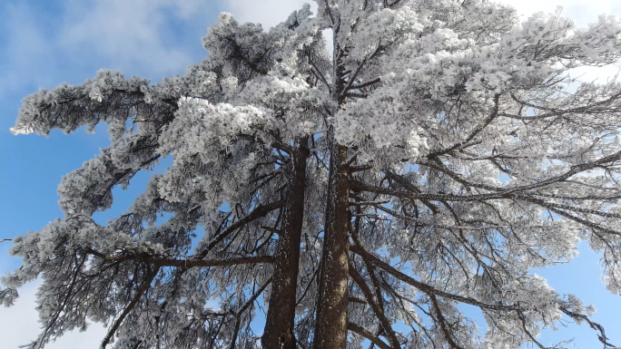 黄山冬季雪景雾凇风光