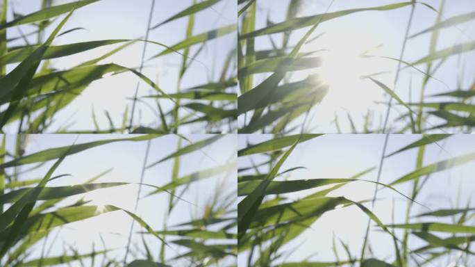 透过芦苇叶子的阳光4K素材