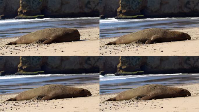 象海豹动物世界海底生物海边沙滩