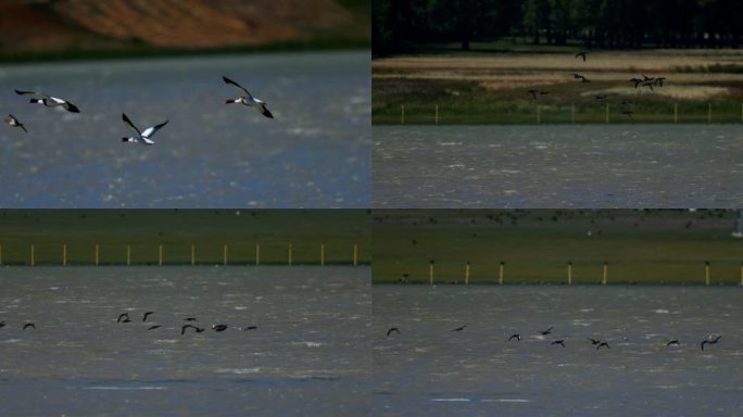 4k-初春湿地-飞翔的鸟儿