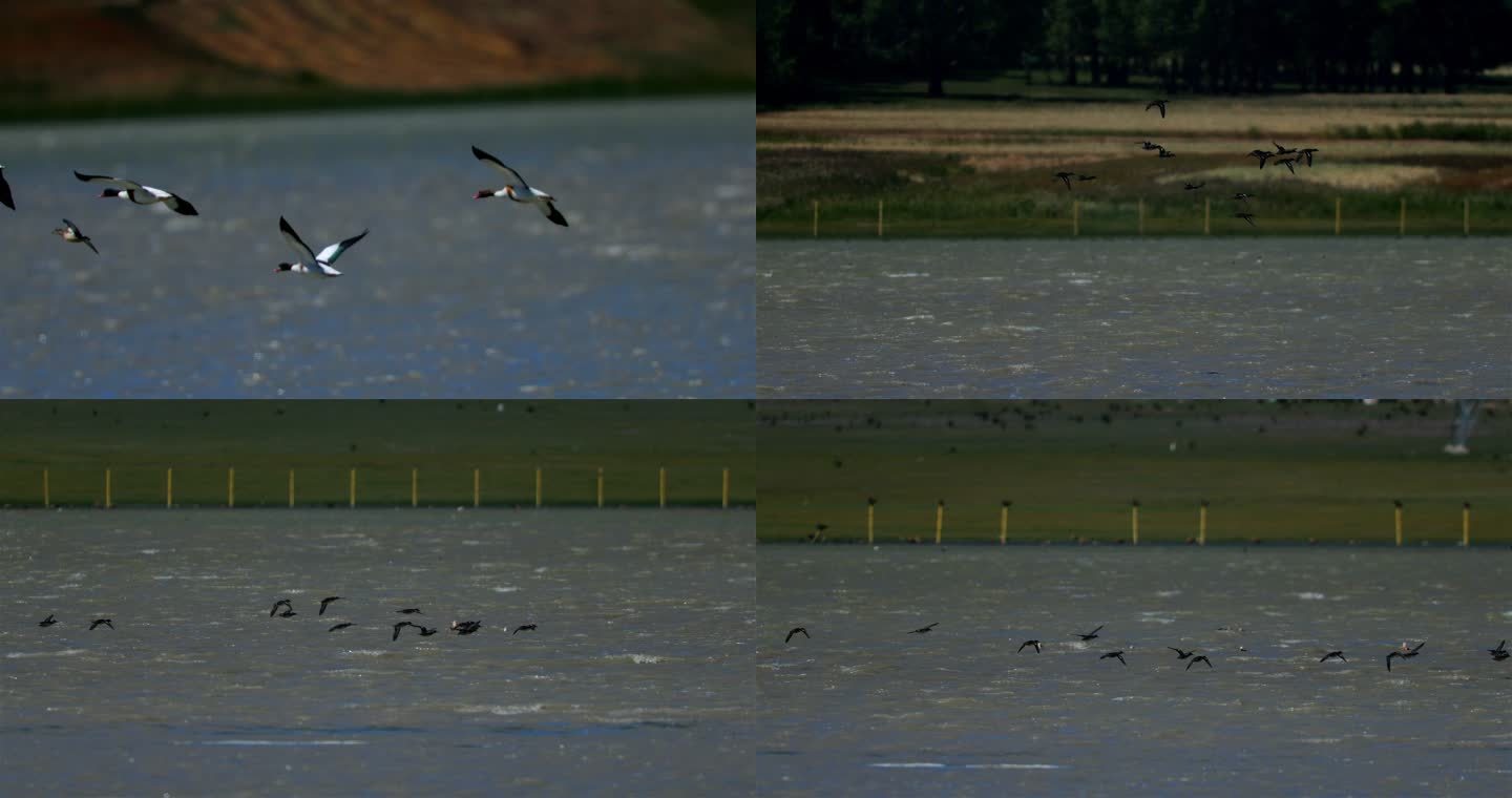 4k-初春湿地-飞翔的鸟儿
