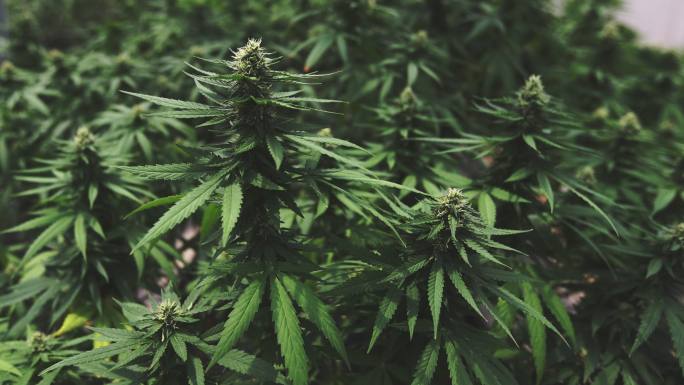 4K镜头：大麻植物在灯光下的温室中生长。农业草药替代生活方式。医疗保健和医学概念。关注前景色、复古风