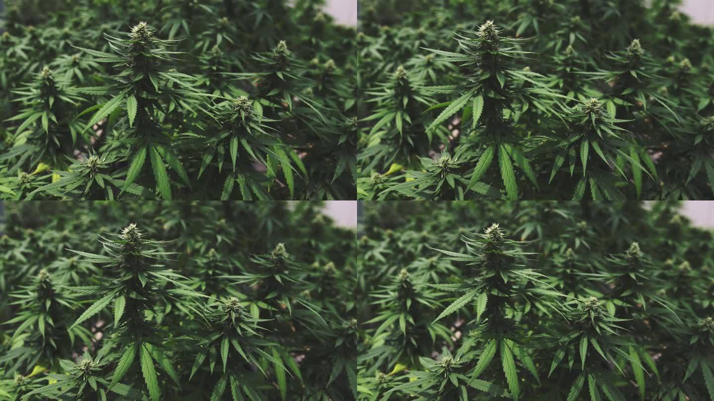 4K镜头：大麻植物在灯光下的温室中生长。农业草药替代生活方式。医疗保健和医学概念。关注前景色、复古风