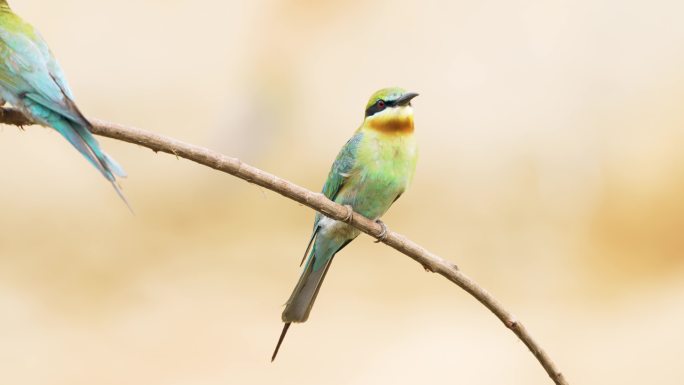 蜂虎喂食