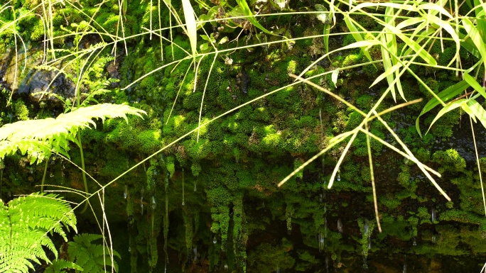 洞顶石头植物苔藓滴水泉水流水矿物质水资源