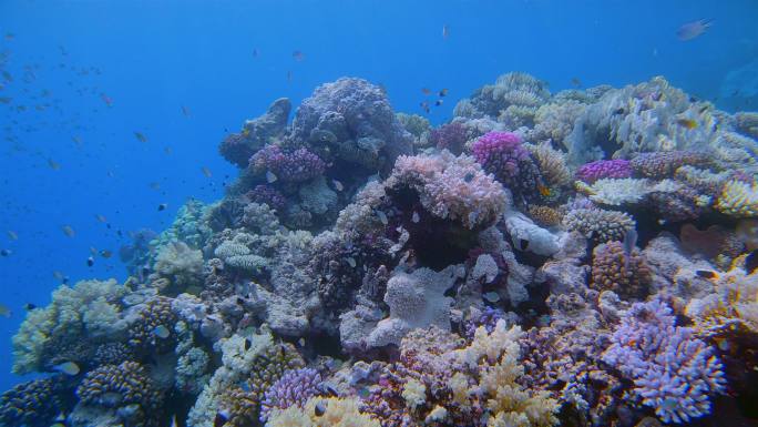 红海上多彩的珊瑚礁-Marsa Alam-埃及