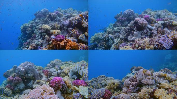 红海上多彩的珊瑚礁-Marsa Alam-埃及
