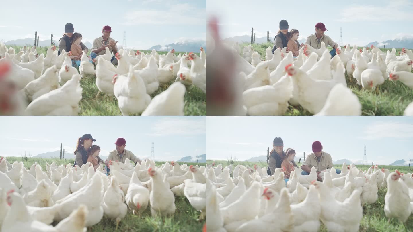 快乐无忧无虑的家庭在农场的开阔牧场上喂鸡吃草。父母和顽皮的小女儿在为自由放养的有机家禽业饲养动物的同