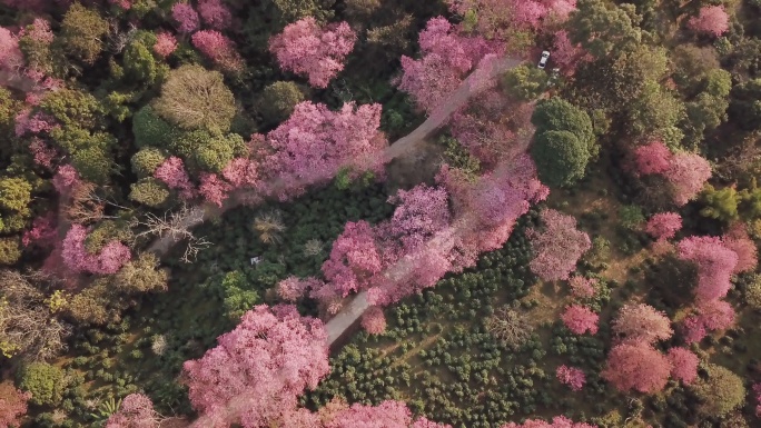 泰国清迈，空中无人机拍摄粉红色樱花土路