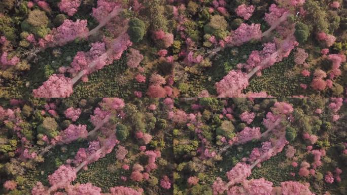 泰国清迈，空中无人机拍摄粉红色樱花土路