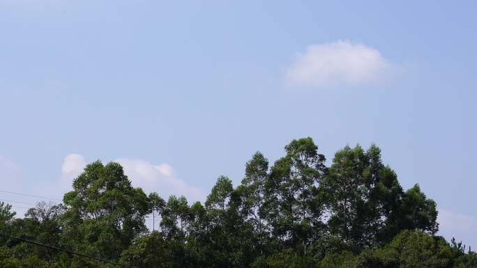 天空树林蓝天白云森林4K唯美风景空境素材