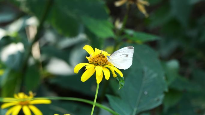 蝴蝶采蜜