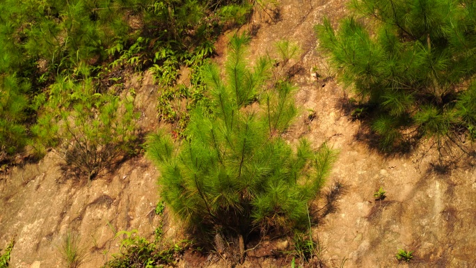 悬崖峭壁上生长的松树植被石头长草植物松林