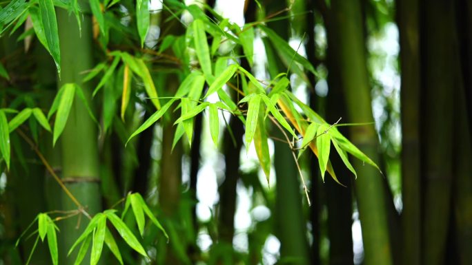 意境下雨 竹叶雨滴