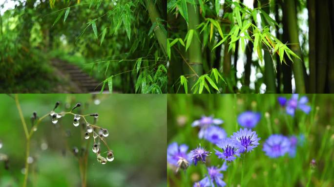 意境下雨 竹叶雨滴