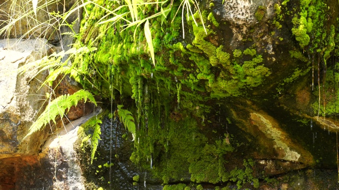 洞顶石头植物苔藓滴水泉水流水矿物质水资源