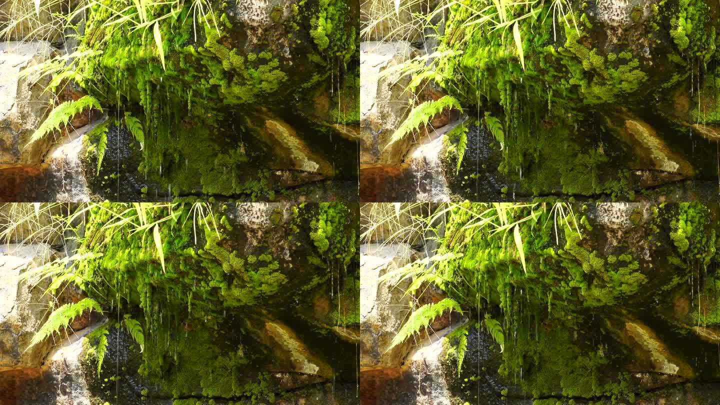 洞顶石头植物苔藓滴水泉水流水矿物质水资源