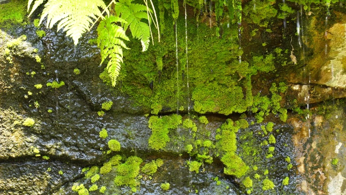 洞顶石头植物苔藓滴水泉水流水矿物质水资源