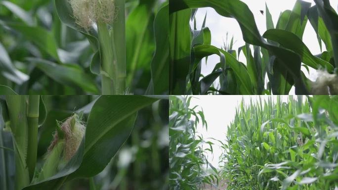 4K RED实拍玉米高清实拍