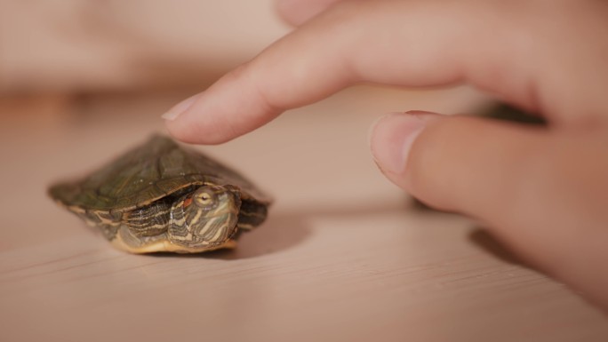 【4K阿莱】美女手指触摸桌上的小乌龟
