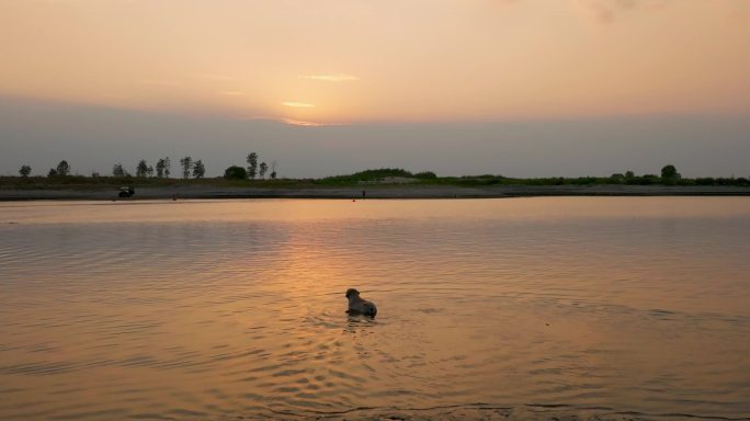 4K夕阳下水中戏水的小狗