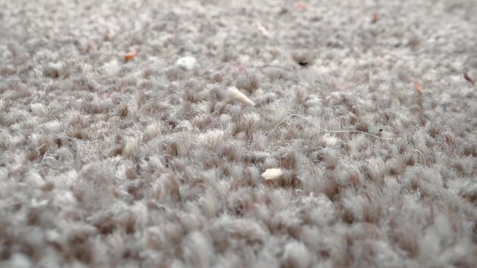 地毯上污垢的特写微观拍摄地毯表面地毯毛发