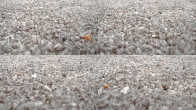 地毯上污垢的特写微观拍摄地毯表面地毯毛发