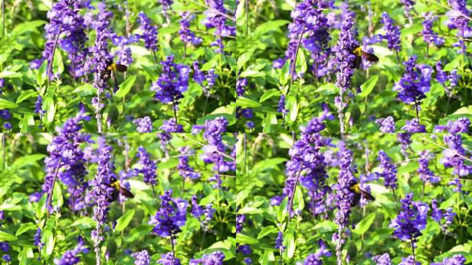 熊峰在紫色薰衣草花丛采蜜慢动作