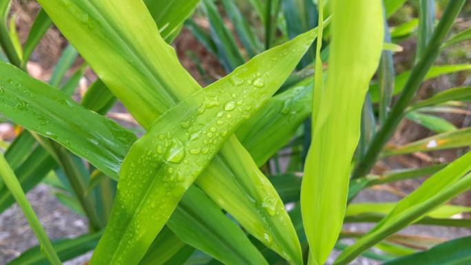 4K 生姜种植 姜苗 生姜地