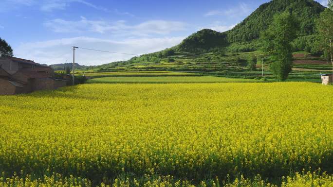 油菜花地