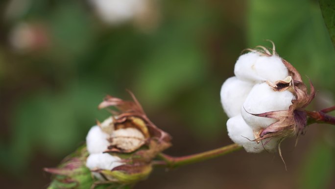 长绒棉棉花桃