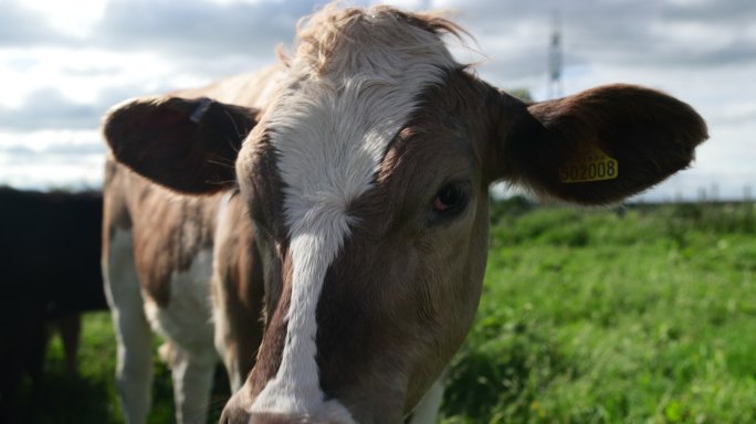 英国牛畜牧业养牛草原