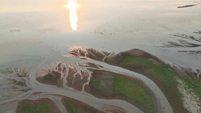夕阳下鄱阳湖生命之树及候鸟纷飞的景观视频