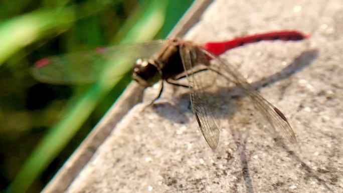 护栏 昆虫 红蜻蜓
