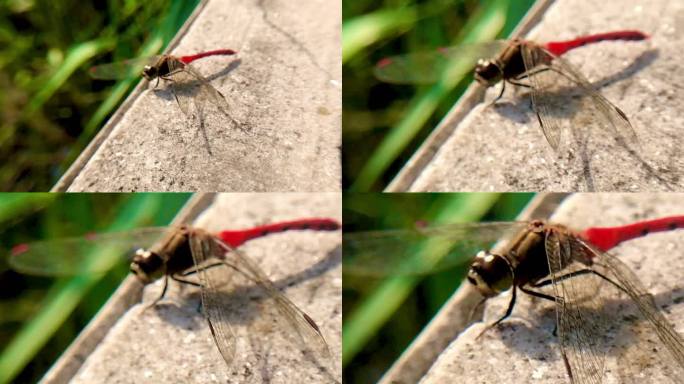 护栏 昆虫 红蜻蜓