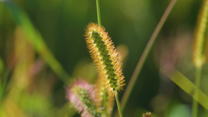 4k逆光狗尾草阳光透过花草温馨特写